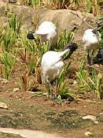 Ibis sacre, Threskiornis aethiopicus (Photo F. Mrugala) (08)